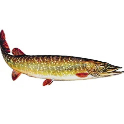 Jenzi Fisch Aufkleber ca.15cm Hecht