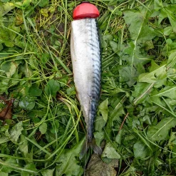 Zeck DB Pop Up Ball 2pcs Auftriebskörper